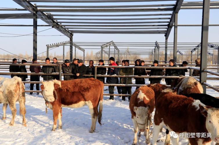 呼图壁县全力打造北疆重要的畜禽屠宰交易基地