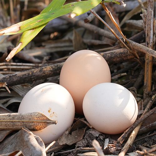 葛溪正太 富硒鲜鸡蛋 有机无公害大鸡蛋 富硒初生蛋30枚【单枚40±5g