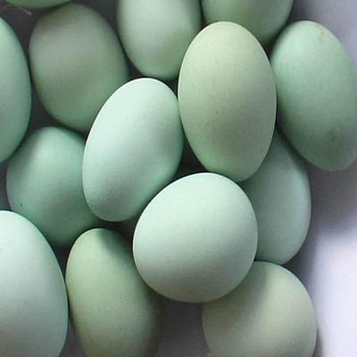 汕头批发绿草鸡蛋 本地鲜鸡蛋 480枚/箱